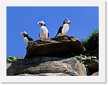 Atlantic Puffin lunni2_5141 * 800 x 606 * (380KB)